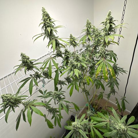 Gorrila nut #9 growlog timeline photo
