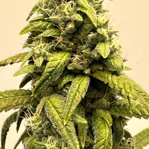 Gorrila nut #9 growlog timeline photo