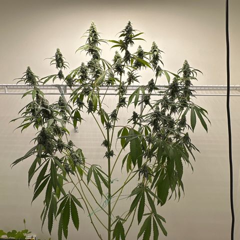Gorrila nut #9 growlog timeline photo