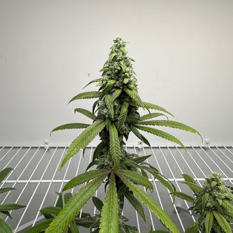 Gorrila nut #9 growlog timeline photo