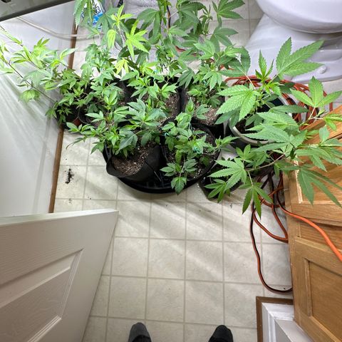 Gorrila nut #9 growlog timeline photo
