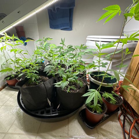 Gorrila nut #9 growlog timeline photo