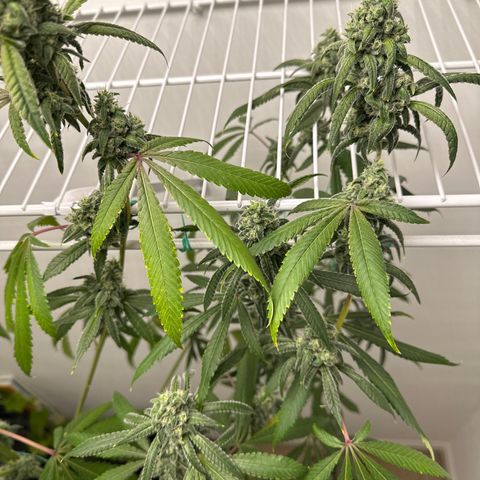 Gorrila nut #9 growlog timeline photo