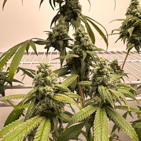 Gorrila nut #9 growlog timeline photo