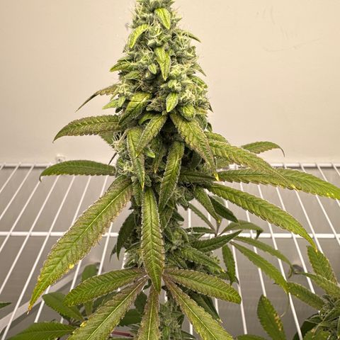 Gorrila nut #9 growlog timeline photo