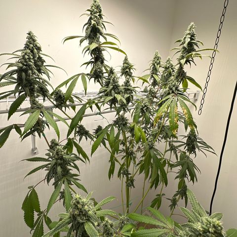 Gorrila nut #9 growlog timeline photo