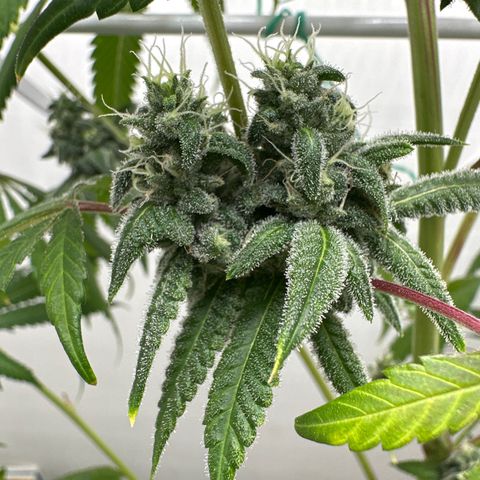 Gorrila nut #9 growlog timeline photo