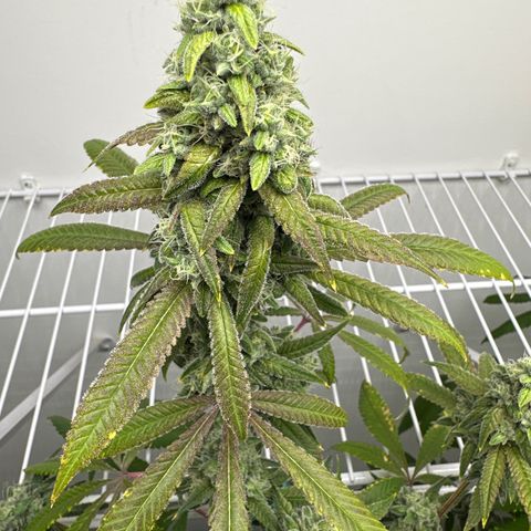 Gorrila nut #9 growlog timeline photo