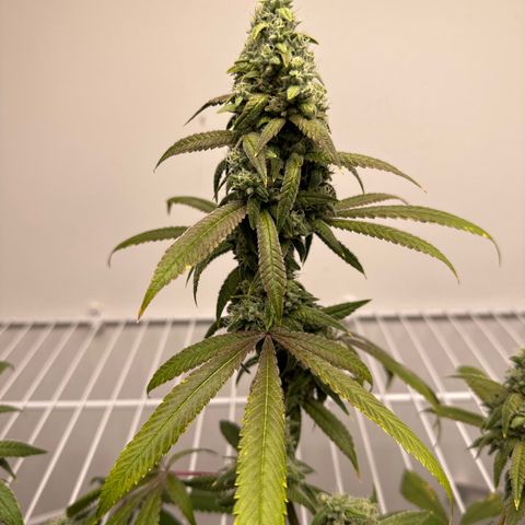 Gorrila nut #9 growlog timeline photo