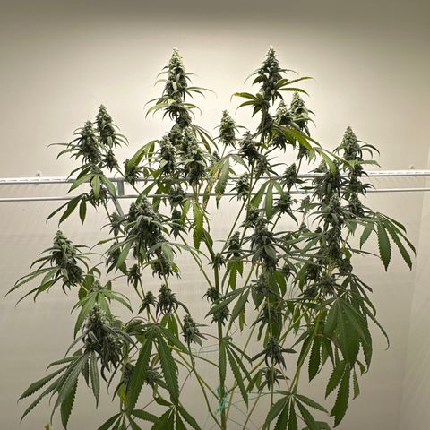 Gorrila nut #9 growlog timeline photo
