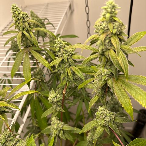 Gorrila nut #9 growlog timeline photo