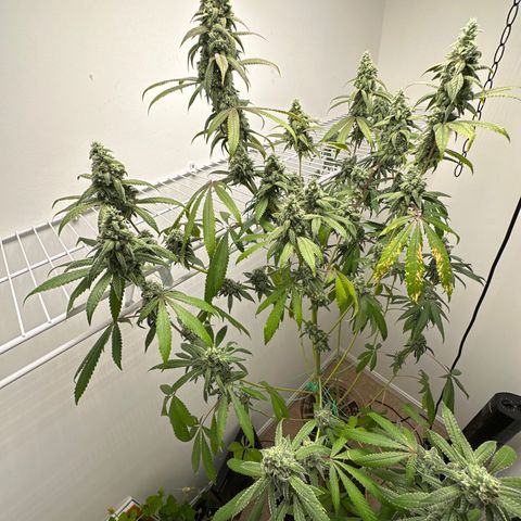 Gorrila nut #9 growlog timeline photo