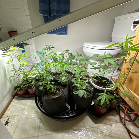 Gorrila nut #9 growlog timeline photo