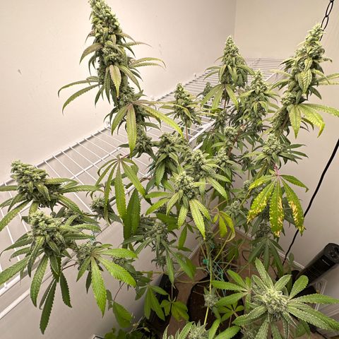 Gorrila nut #9 growlog timeline photo