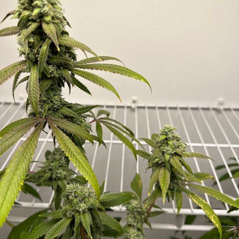 Gorrila nut #9 growlog timeline photo