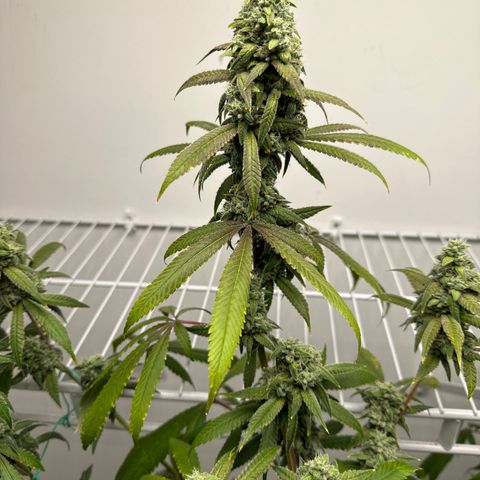 Gorrila nut #9 growlog timeline photo