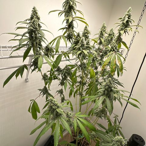 Gorrila nut #9 growlog timeline photo