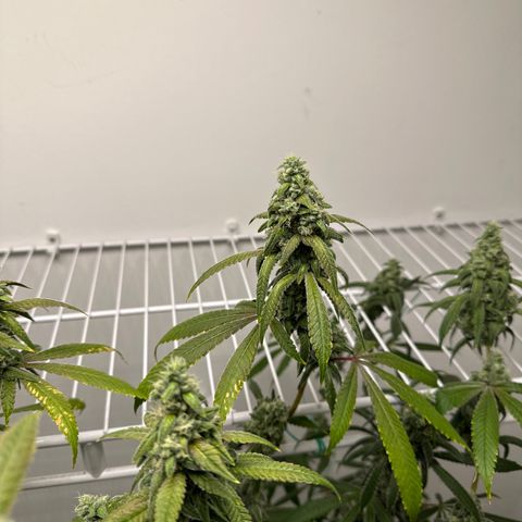 Gorrila nut #9 growlog timeline photo
