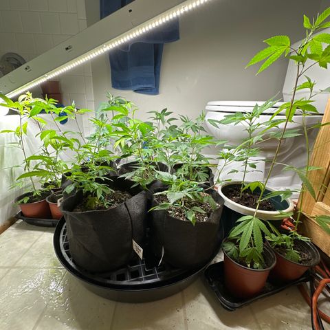 Gorrila nut #9 growlog timeline photo