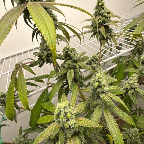 Gorrila nut #9 growlog timeline photo
