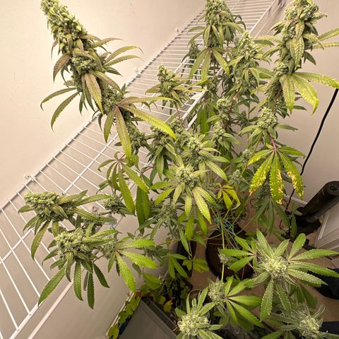 Gorrila nut #9 growlog timeline photo