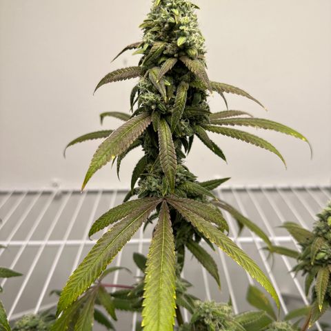 Gorrila nut #9 growlog timeline photo