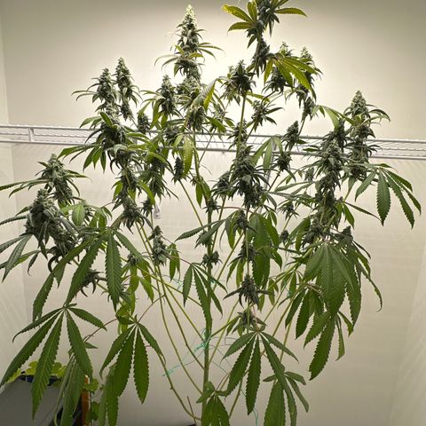 Gorrila nut #9 growlog timeline photo