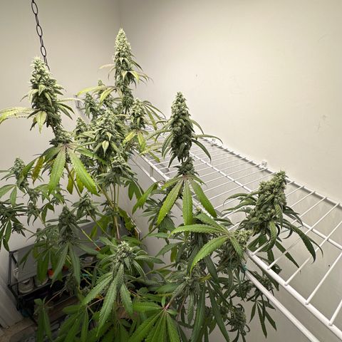 Gorrila nut #9 growlog timeline photo
