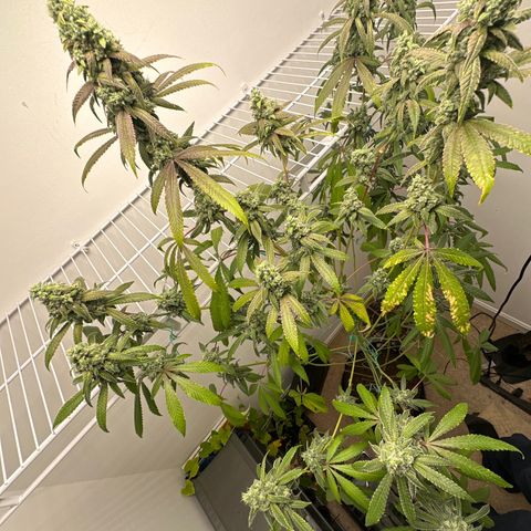 Gorrila nut #9 growlog timeline photo
