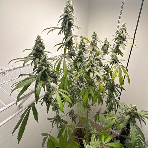 Gorrila nut #9 growlog timeline photo