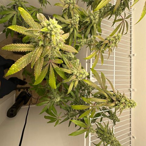 Gorrila nut #9 growlog timeline photo