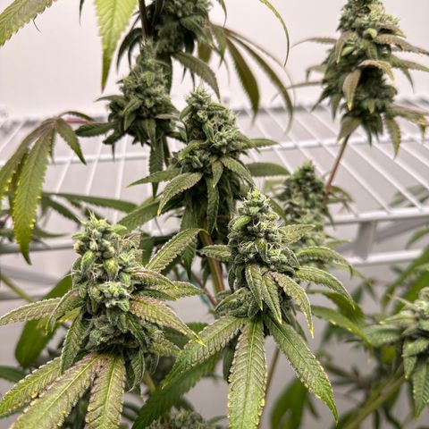 Gorrila nut #9 growlog timeline photo