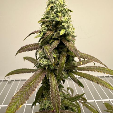 Gorrila nut #9 growlog timeline photo
