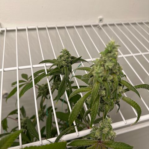 Gorrila nut #9 growlog timeline photo