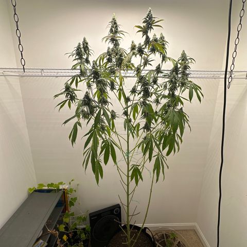 Gorrila nut #9 growlog timeline photo