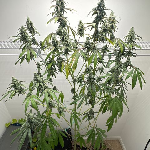 Gorrila nut #9 growlog timeline photo