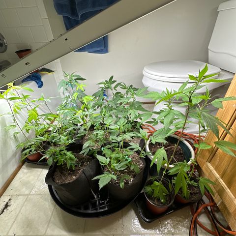 Gorrila nut #9 growlog timeline photo