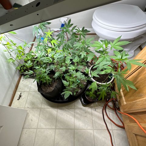 Gorrila nut #9 growlog timeline photo