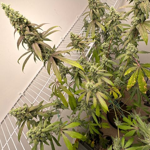Gorrila nut #9 growlog timeline photo
