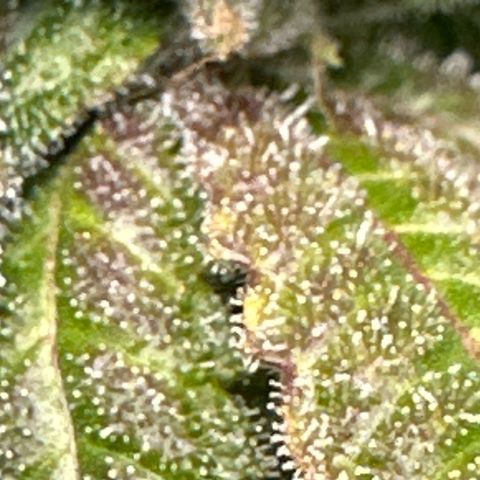 Gorrila nut #9 growlog timeline photo