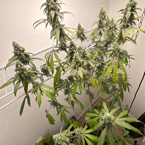 Gorrila nut #9 growlog timeline photo