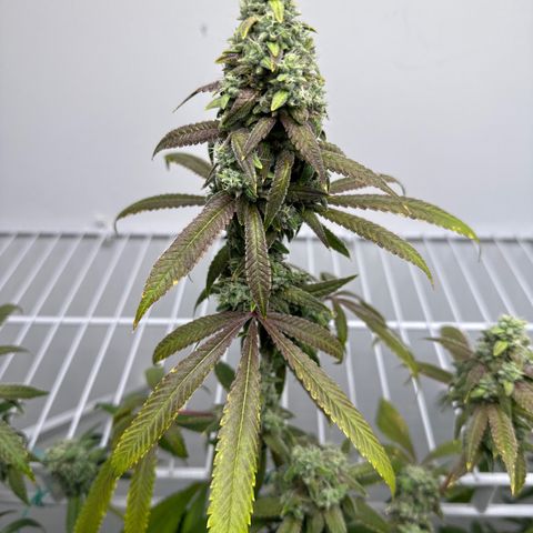Gorrila nut #9 growlog timeline photo