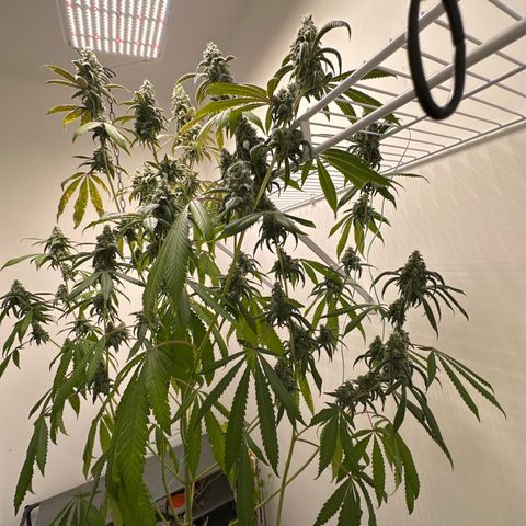 Gorrila nut #9 growlog timeline photo