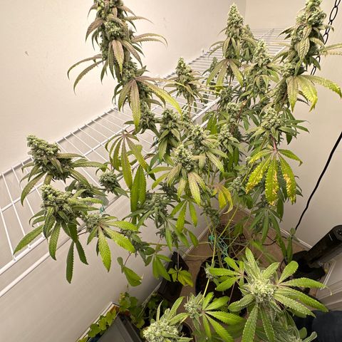 Gorrila nut #9 growlog timeline photo