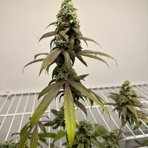Gorrila nut #9 growlog timeline photo