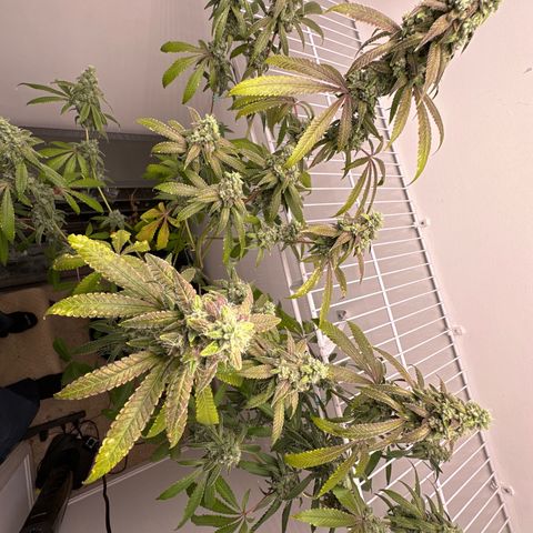 Gorrila nut #9 growlog timeline photo