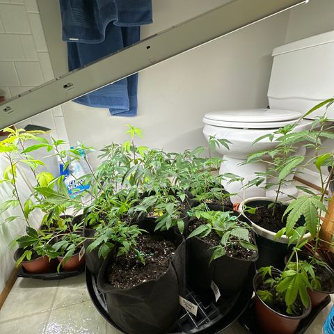 Gorrila nut #9 growlog timeline photo
