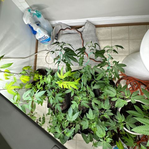 Gorrila nut #9 growlog timeline photo