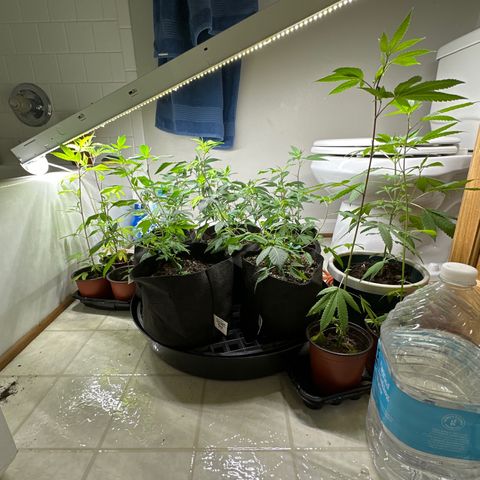 Gorrila nut #9 growlog timeline photo