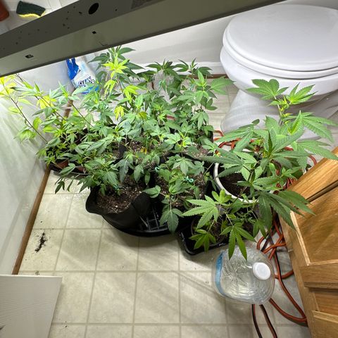 Gorrila nut #9 growlog timeline photo